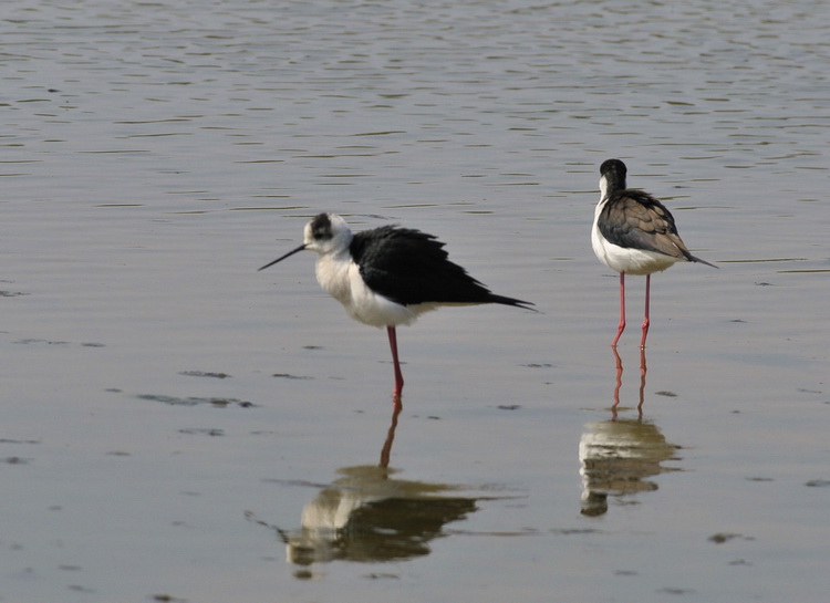 Il B.B. del Cavaliere - Himantopus himantopus L.